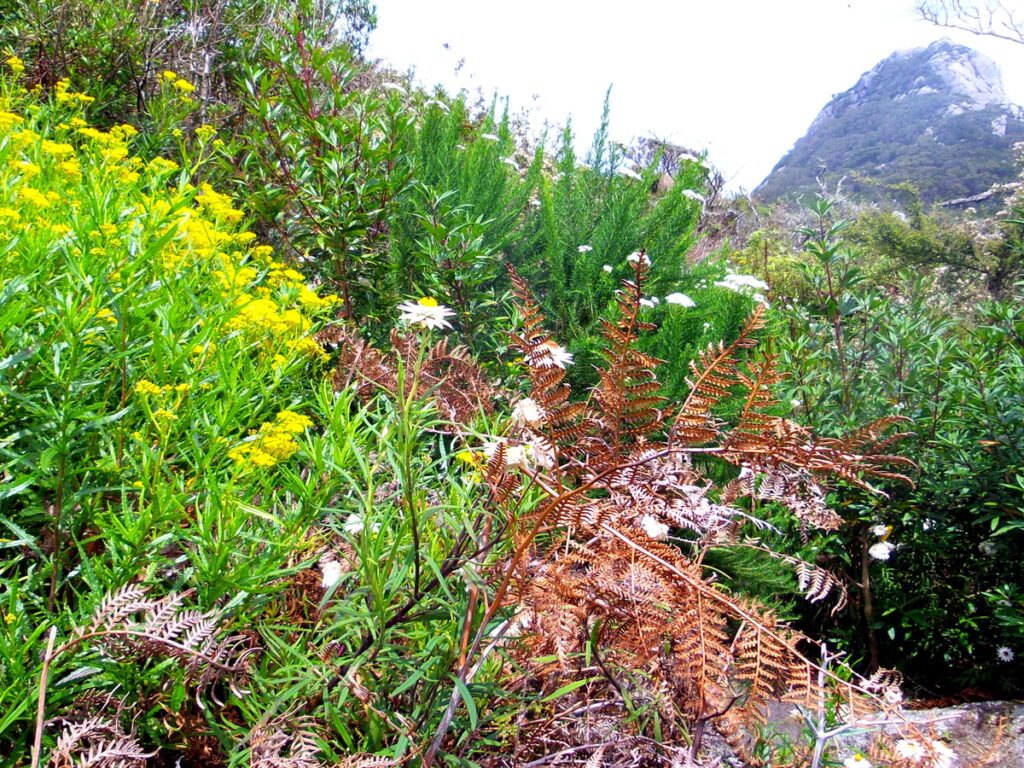 Flora at Oakridge Holiday House, Killiecrankie, Flinders Island.