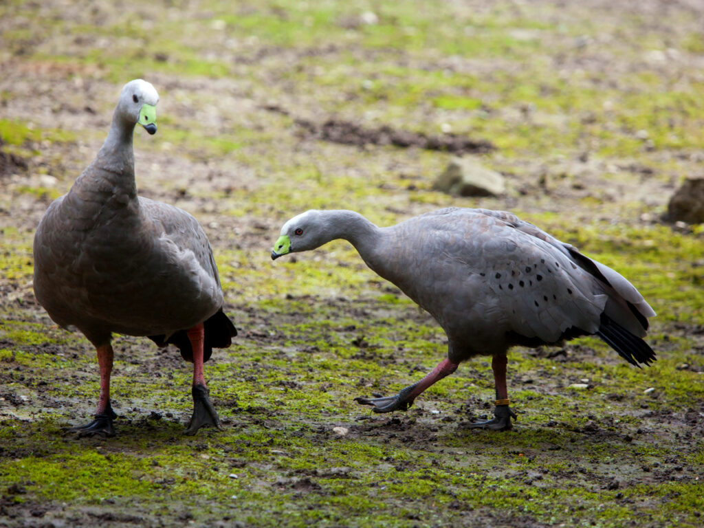 Cape Barren Geese with Oakridge Holiday House, Killiecrankie, Flinders Island.