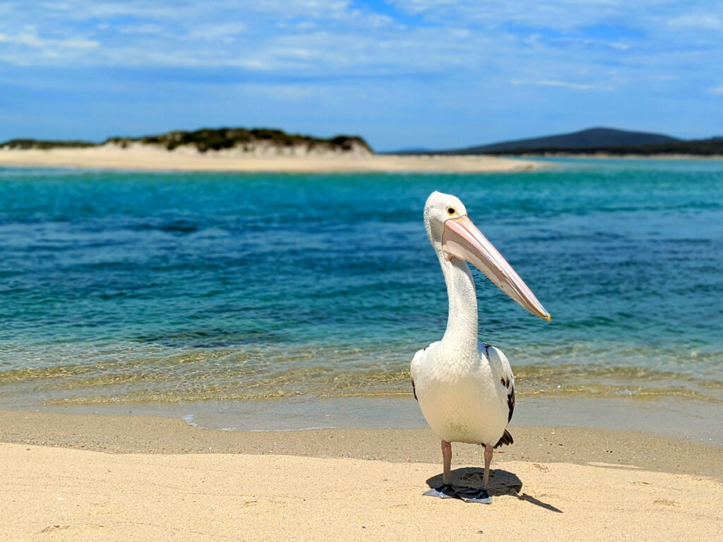 Widlife with Oakridge Holiday House, Killiecrankie, Flinders Island.