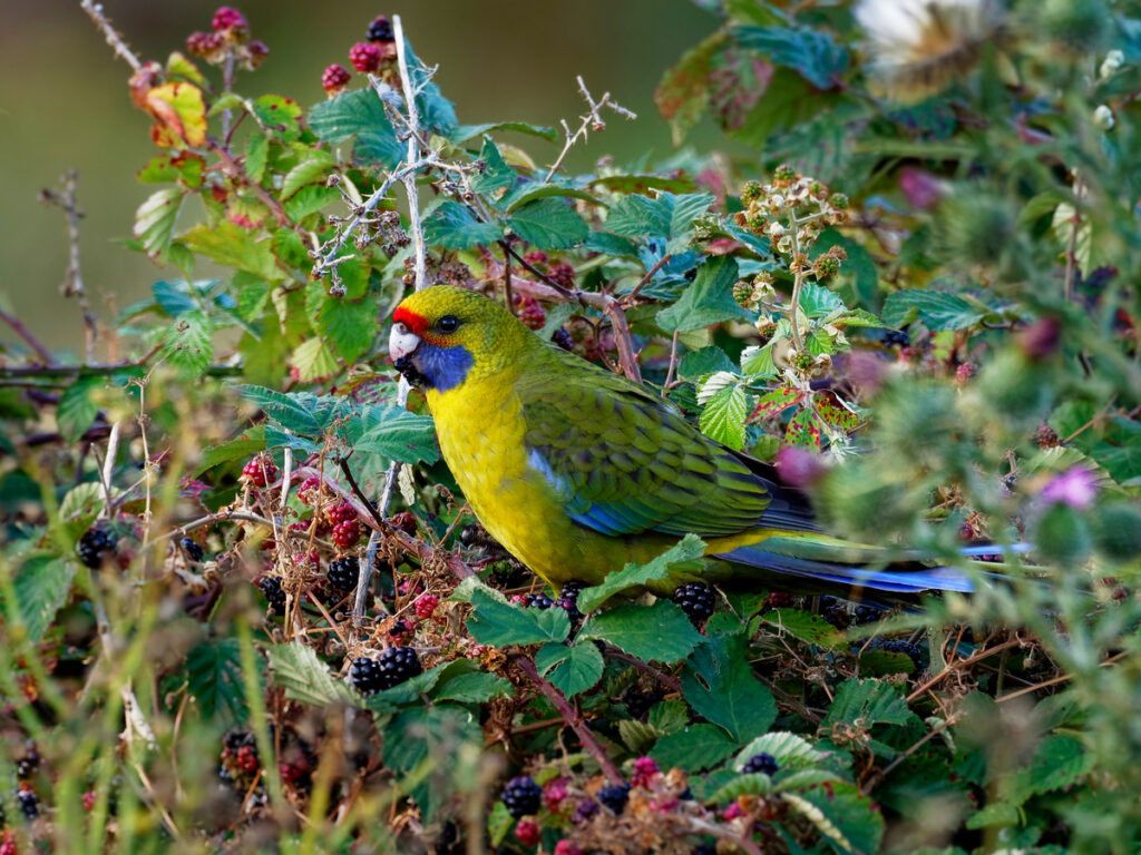 Tamanian Rosella with Oakridge Holiday House, Killiecrankie, Flinders Island.