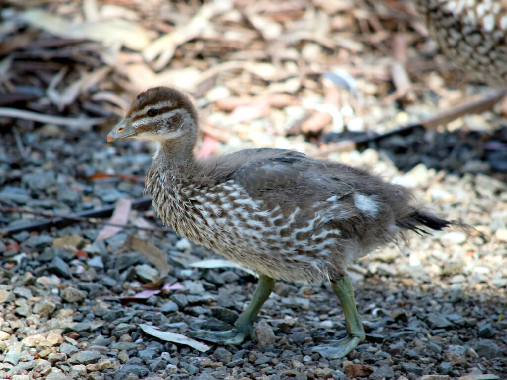 Australin maned duck chick with Oakridge Holiday House, Killiecrankie, Flinders Island.