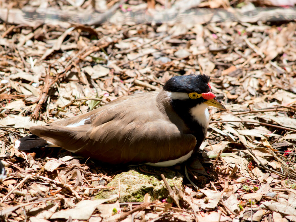 Banded lapwing with Oakridge Holiday House, Killiecrankie, Flinders Island