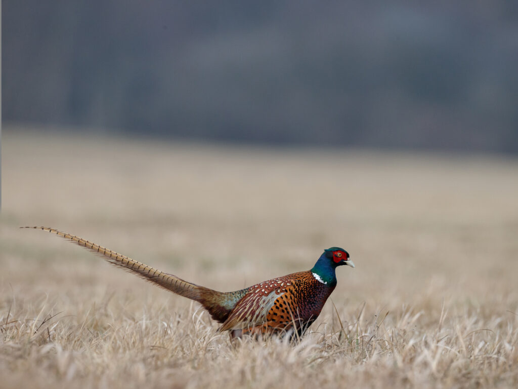 Banded Pheasent with Oakridge Holiday House, Killiecrankie, Flinders Island.