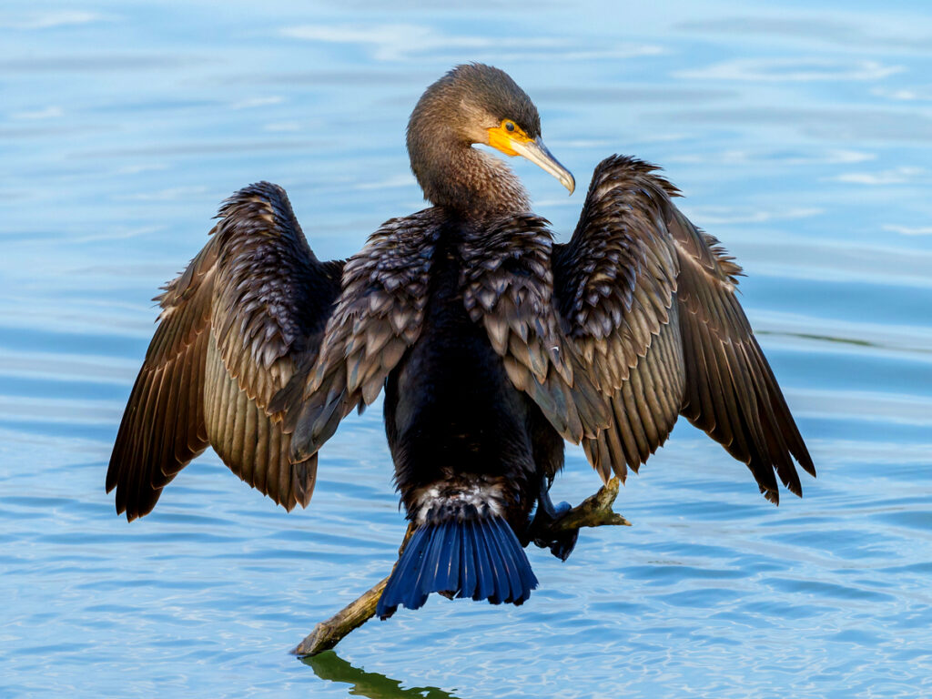 Great Cormorant with Oakridge Holiday House, Killiecrankie, Flinders Island.