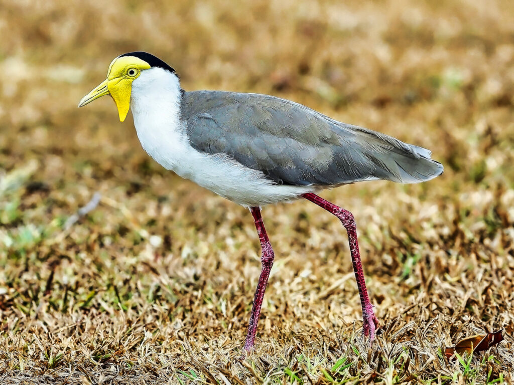 Masked lapwing with Oakridge Holiday House, Killiecrankie, Flinders Island.