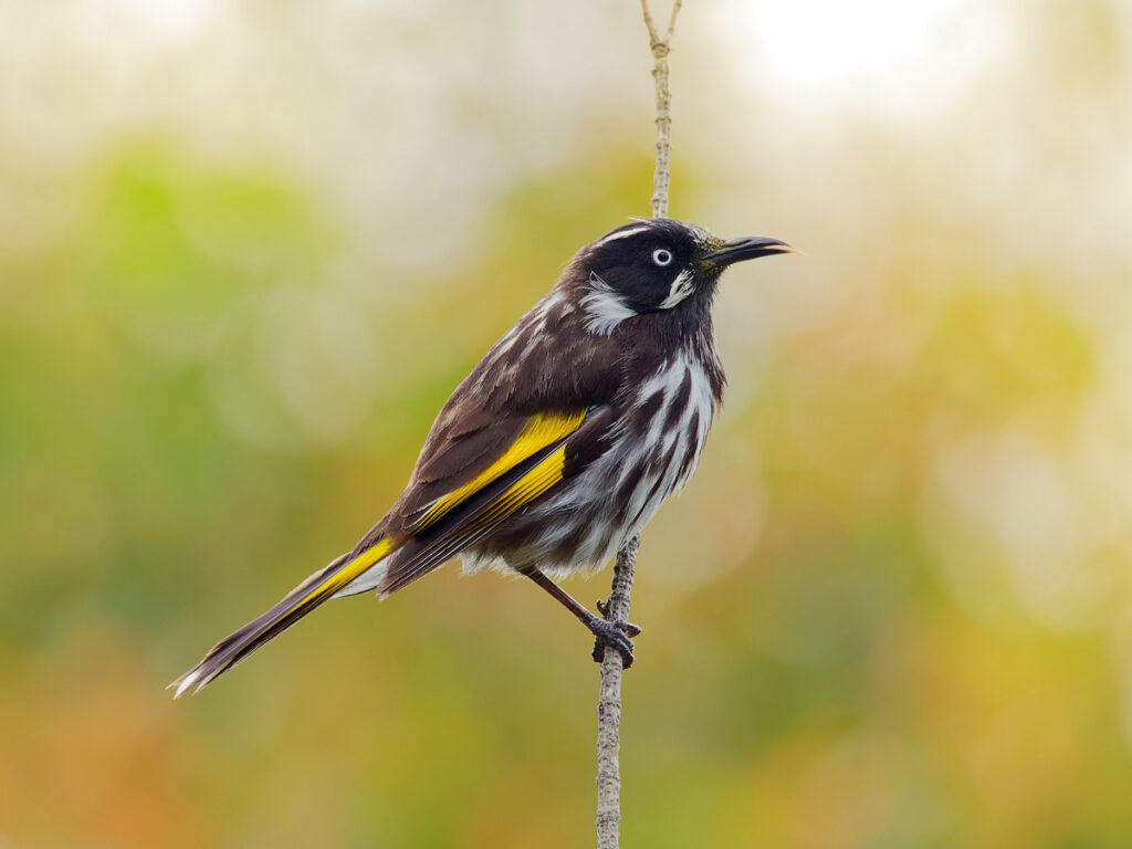 New Holland Honeyeater with Oakridge Holiday House, Killiecrankie, Flinders Island