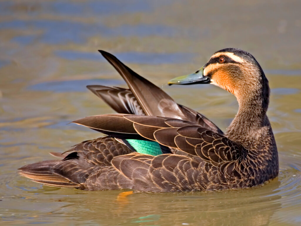 Pacific Black Duck with Oakridge Holiday House, Killiecrankie, Flinders Island.