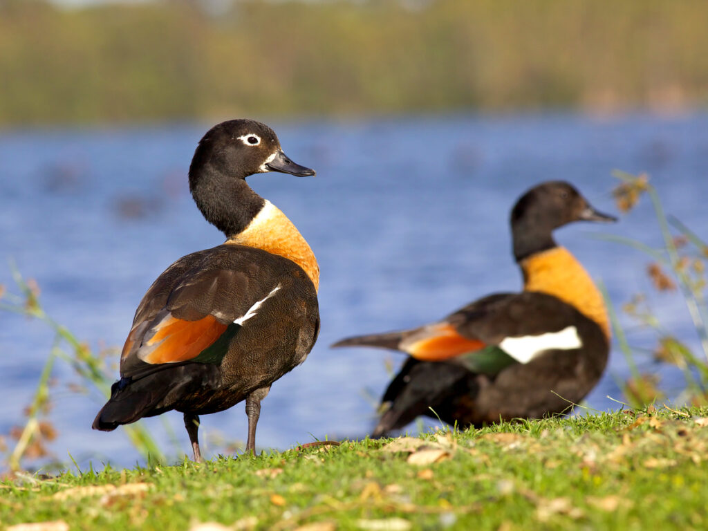 Shelducks with Oakridge Holiday House, Killiecrankie, Flinders Island.