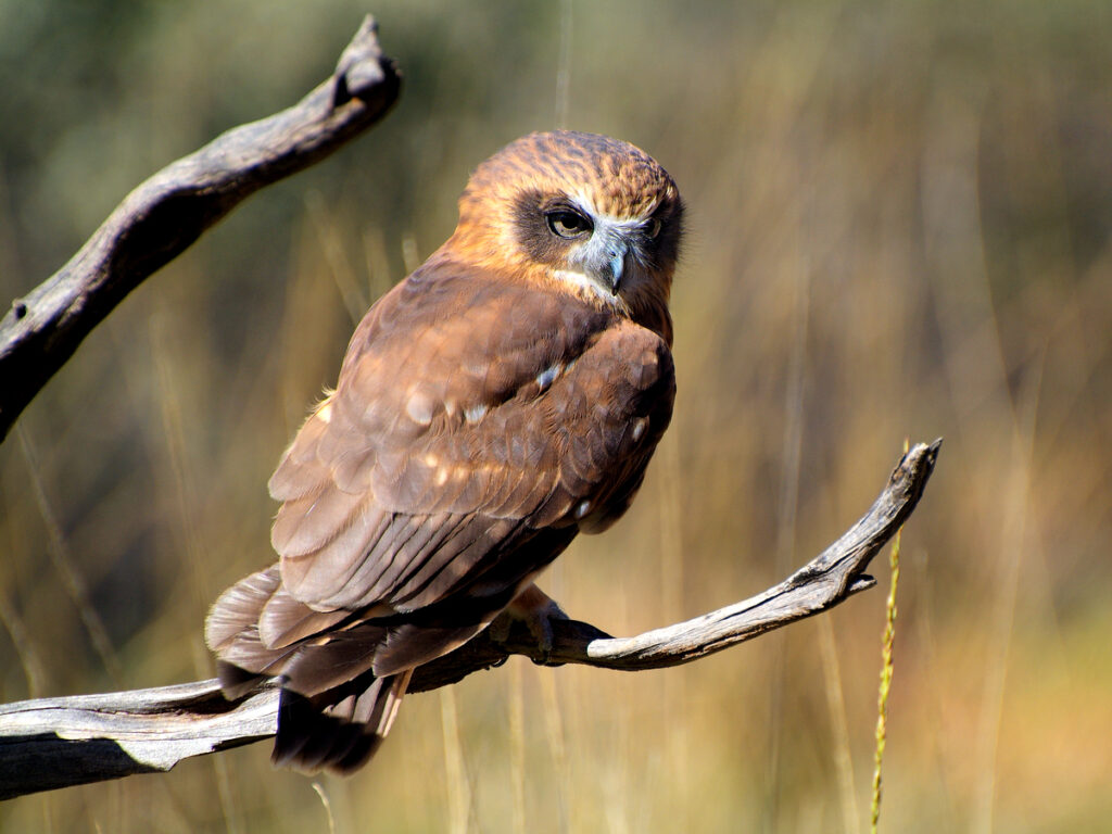 Southern Boobook Owl with Oakridge Holiday House, Killiecrankie, Flinders Island.