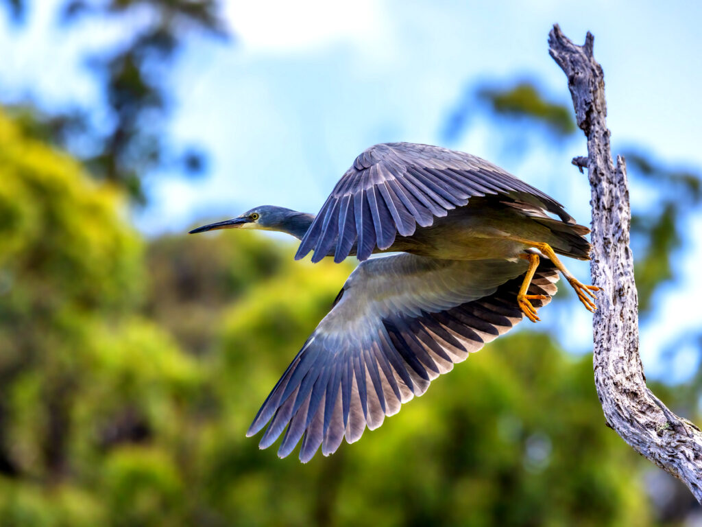 White-faced Heron with Oakridge Holiday House, Killiecrankie, Flinders Island.