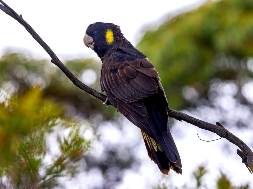 Yellow-tailed Black Cockatoo with Oakridge Holiday House, Killiecrankie, Flinders Island.