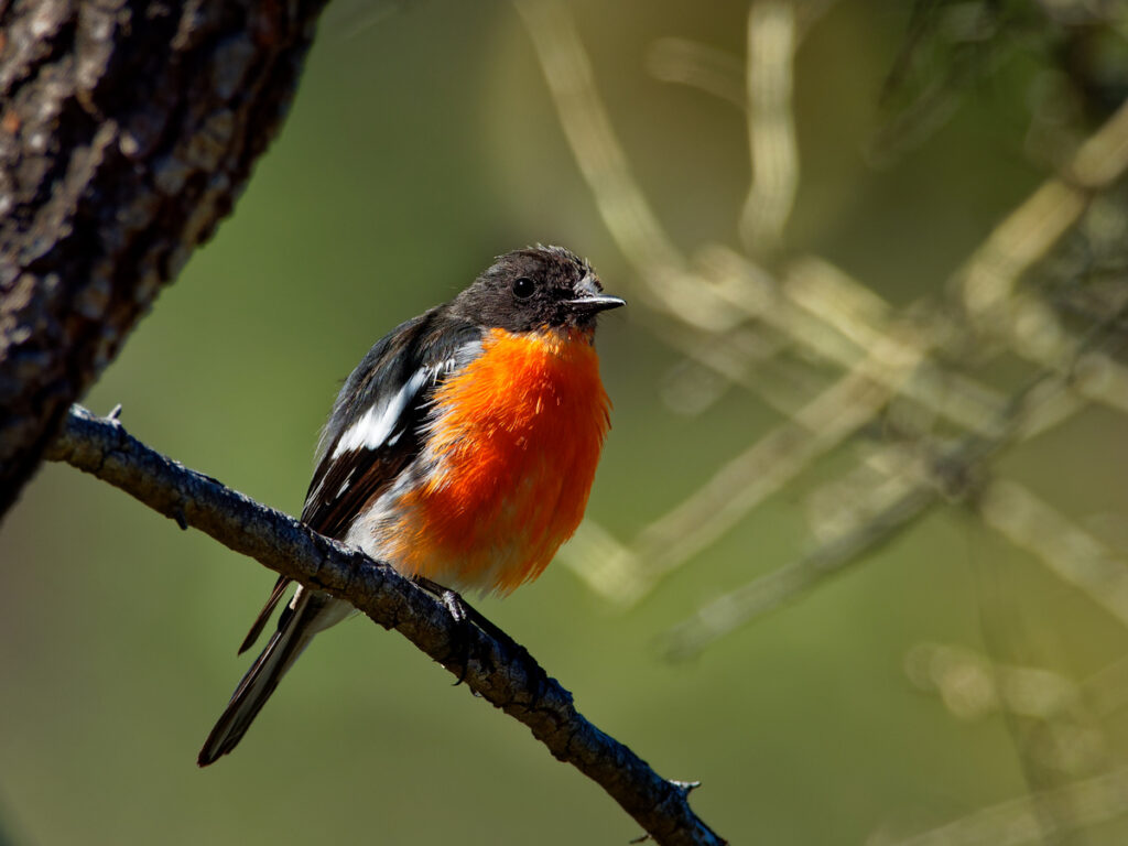 Flame Robin with Oakridge Holiday House, Killicrankie, Flinders Island