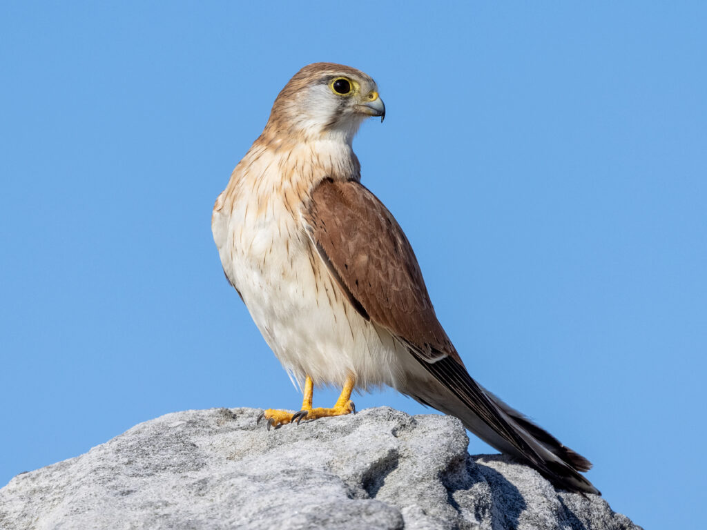 Australian Kestrel with Oakridge Holiday House, Killiecrankie, Flinders Island