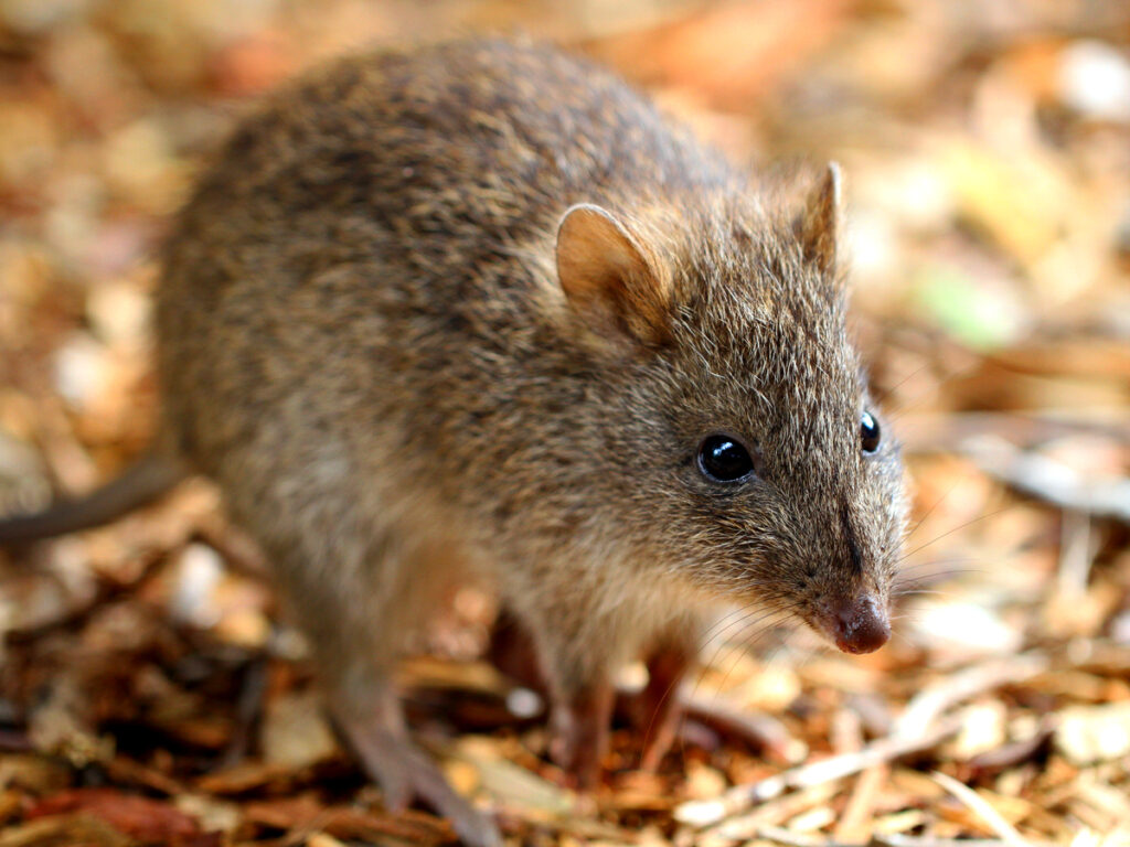 Potaroo with Oakridge Holiday House, Killiecrankie, Flinders Island.