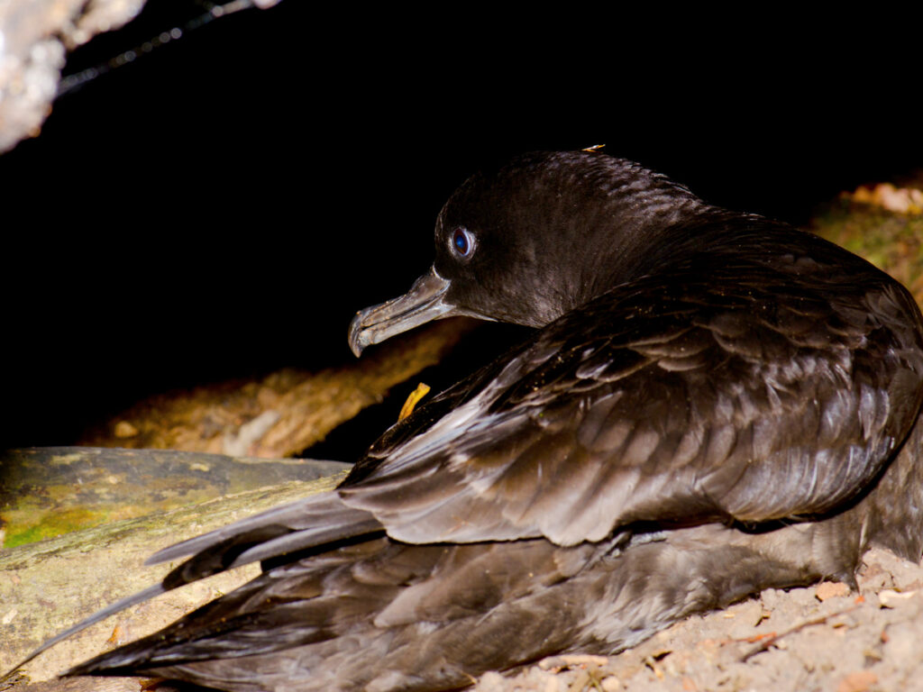 Short-tailed shearwater with Oakridge Holiday House, Killicrankie, Flinders Island.